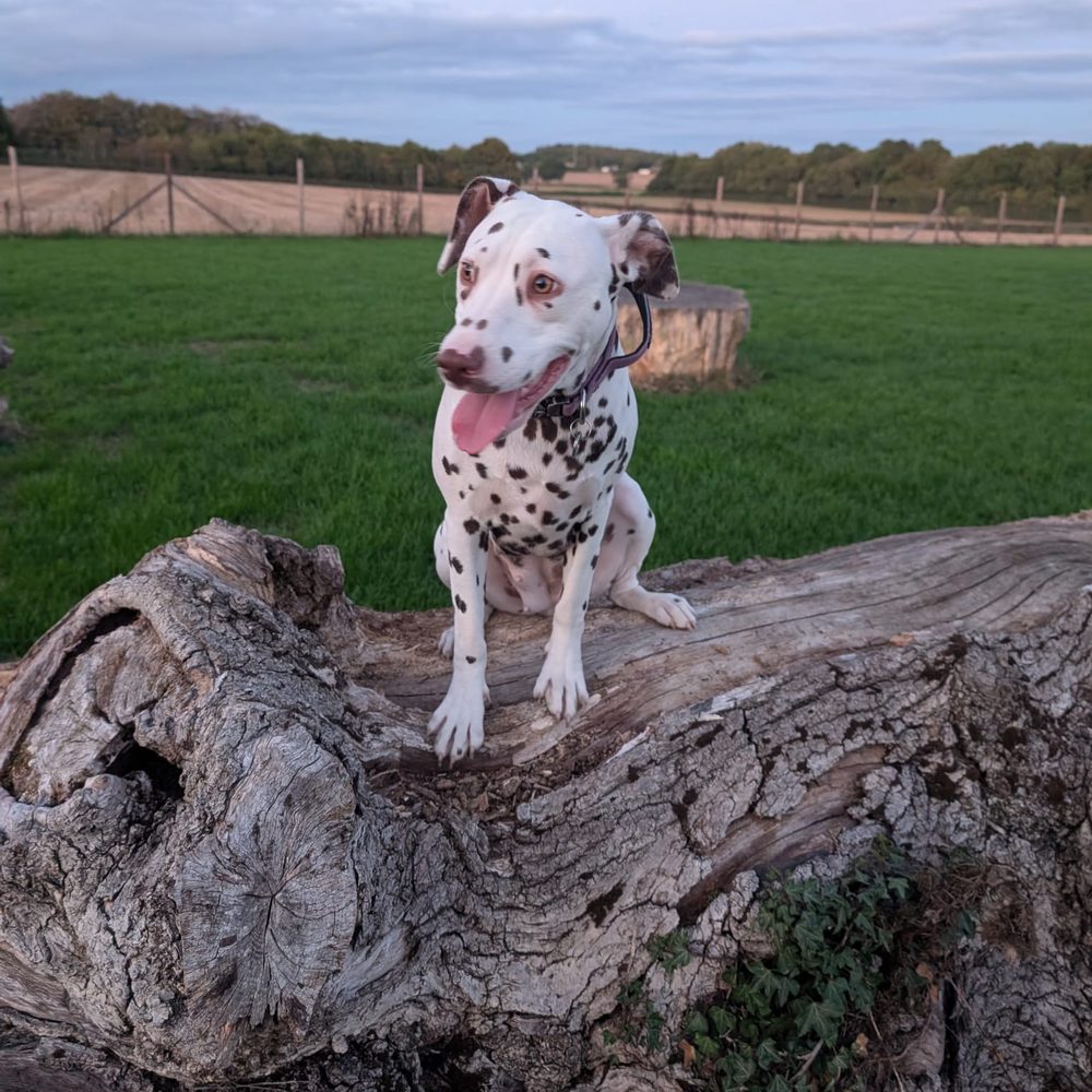 Pandora, a liver-spotted Dalmatian, sitting on a fallen tree in a field