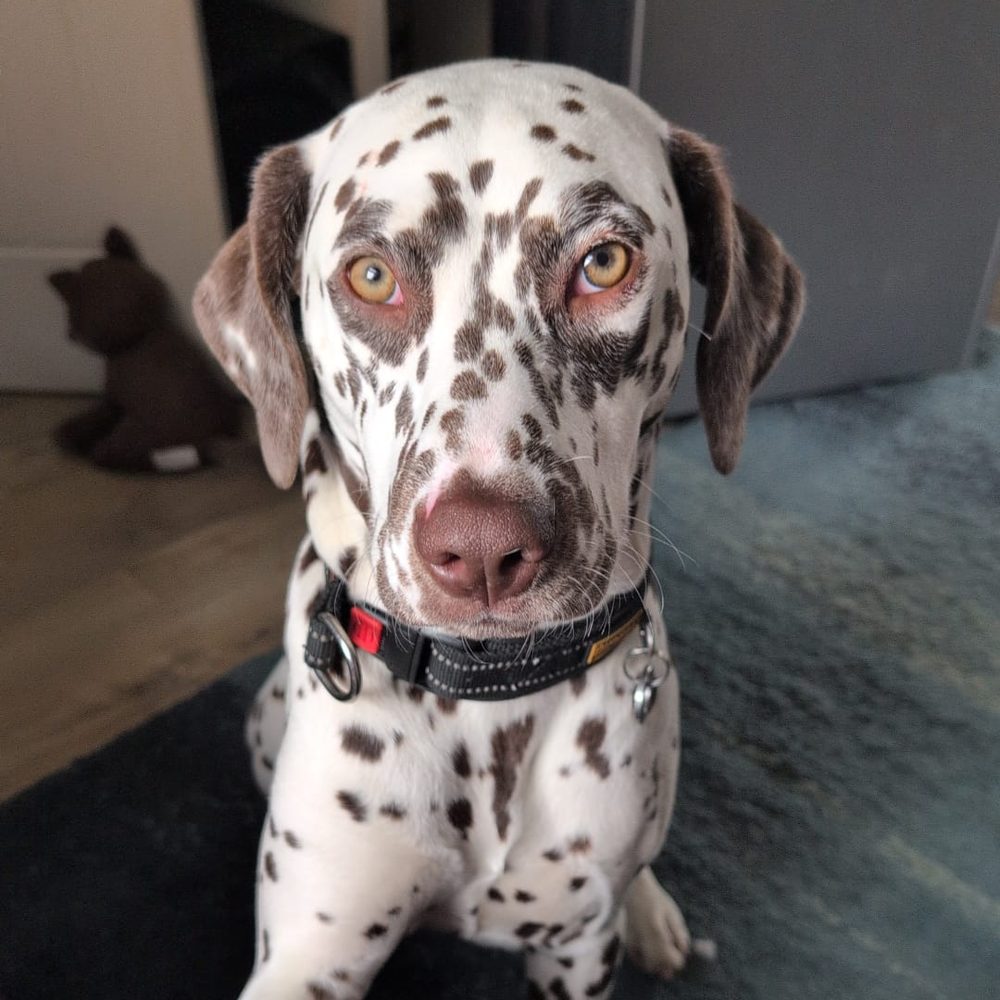 Arlo, a liver-spotted Dalmatian, looking up at the camera indoors